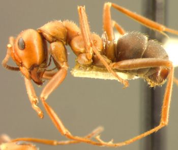 Media type: image;   Entomology 22720 Aspect: habitus lateral view